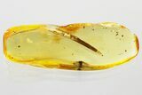 Detailed Fossil Leaf in Baltic Amber #372572-1